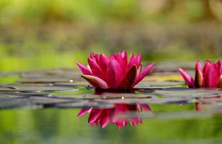 water-nature-blossom-plant-leaf-flower-609712-pxhere.com-min