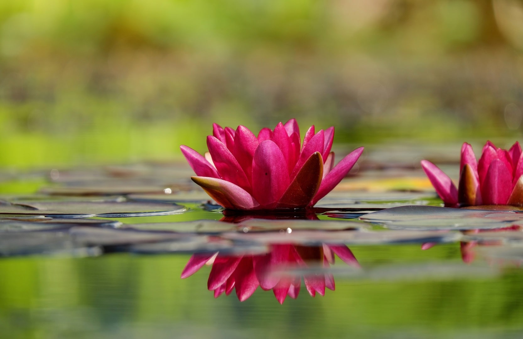 water-nature-blossom-plant-leaf-flower-609712-pxhere.com-min