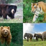 Wildlife SOS Urges All and Sundry To Protect Vanishing Species